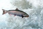 Wild salmon