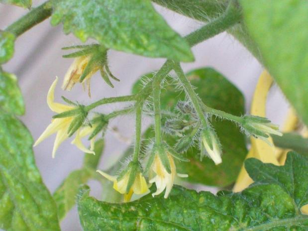 Tomatoes mean spring time to&nbsp;me