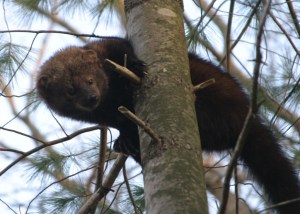 Fisher cat Looks so nice almost cute