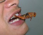 food_grasshopper