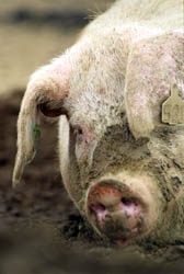 Replacement Referees Recipes.