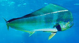mahi1