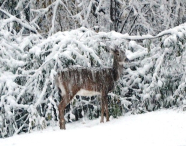 Snowy Day Roasted Organic&nbsp;Chicken