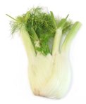 fennel