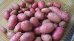 Red Potato