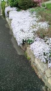 IMG_20130508_164358_714