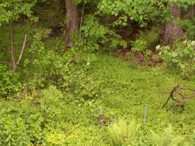 New This Spring - River of Green