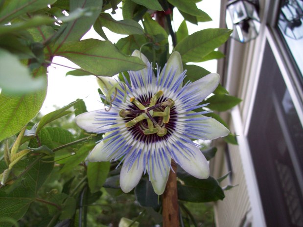 Passion Flower