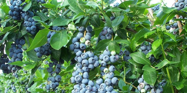 Joe’s Blueberry Pie