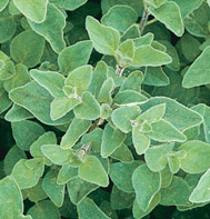 One of my favorite herbs is&nbsp;oregano