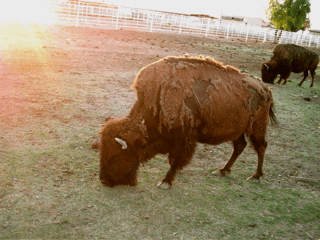 Pan Seared Oven Roasted Buffalo&nbsp;Steak