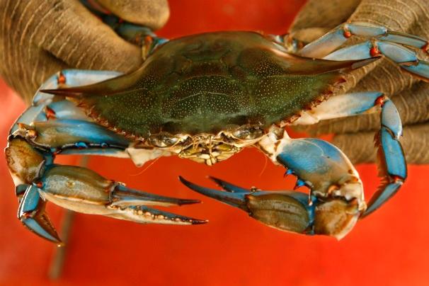 Gluten-Free Baked Maryland Crab Cakes – First for Women’s&nbsp;magazine