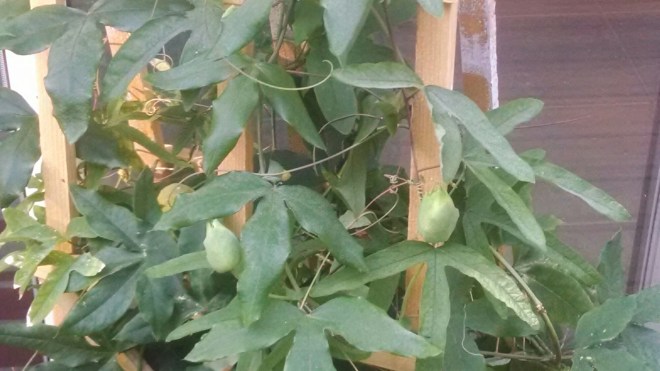 wp-1405168593653 image