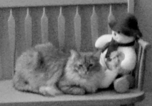 Cats come for a&nbsp;visit.