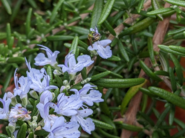 Rosemary Blossoms